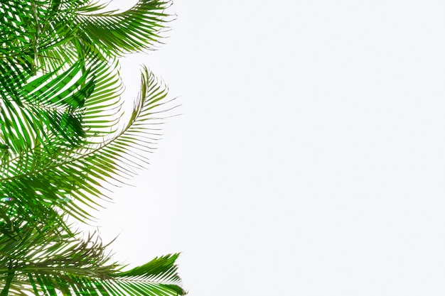 Groene palmblaadjes op een witte achtergrond