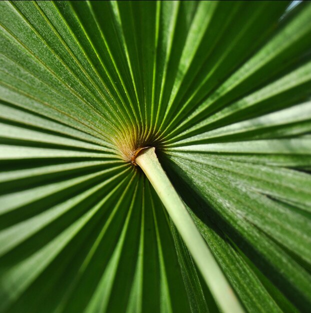 Groene palmblad achtergrond close-up