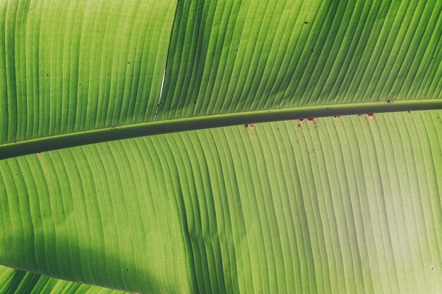 Groene palmblad close-up Bananenblad textuur