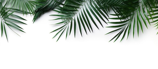 Groene palmblad kopie ruimte witte achtergrond AI gegenereerd