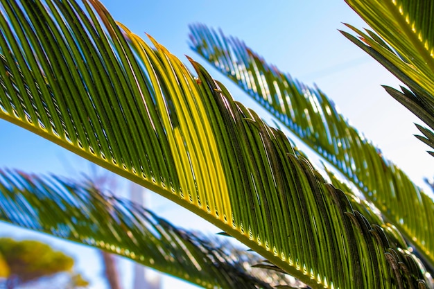 Foto groene palmblad textuur patroon abstracte achtergrond