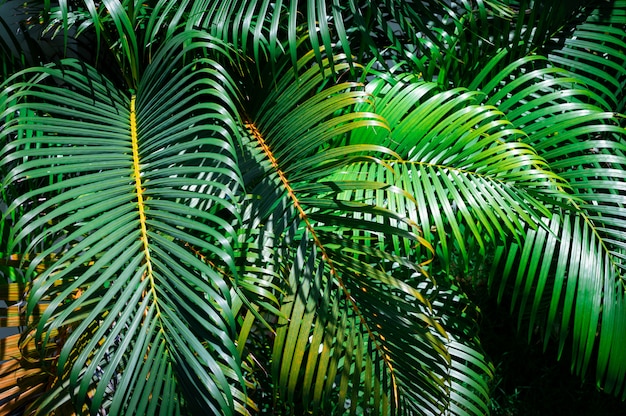 Groene palmbladen in de tuin