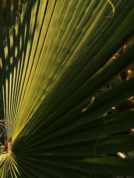 Groene palmbladeren close-up