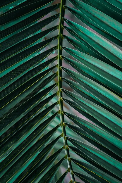 groene palmbladeren in de zomer, groene achtergrond