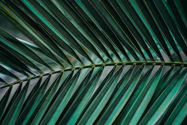 groene palmbladeren in de zomer, groene achtergrond