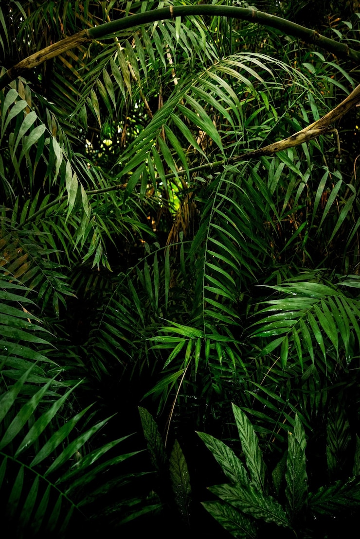 Foto groene palmbladeren in jungle, tropische achtergrond