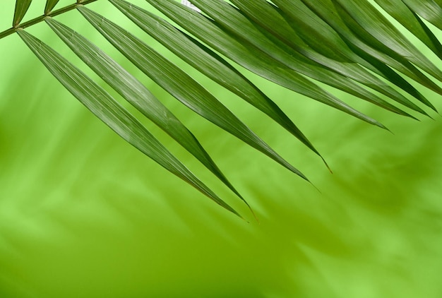 Groene palmbladeren met schaduw op een groene achtergrond