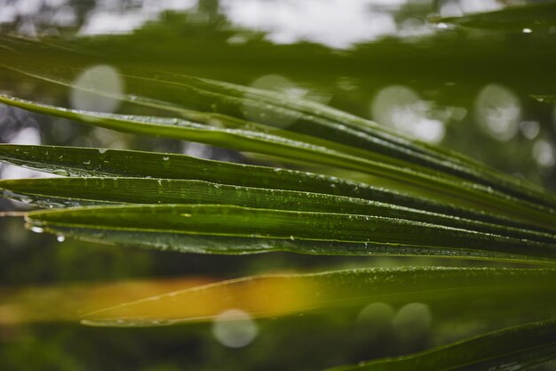 Groene palmbladeren na regen Tropische bladerenachtergrond Groene installatietextuur