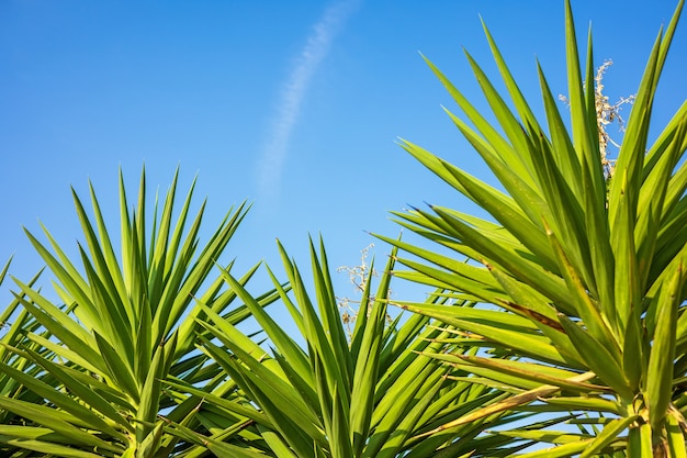 Groene palmbladeren op een blauwe hemelachtergrond