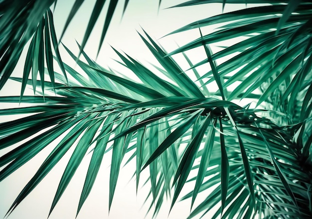 Groene palmbladeren op witte achtergrond