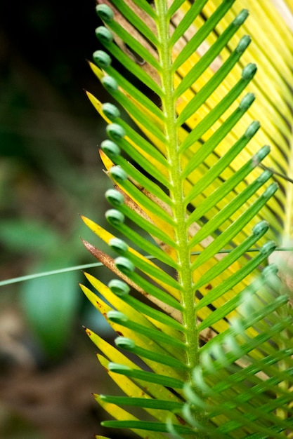 Groene palmbladeren Palmboom