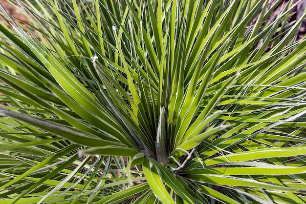 Groene palmbladeren. tropische achtergrond.