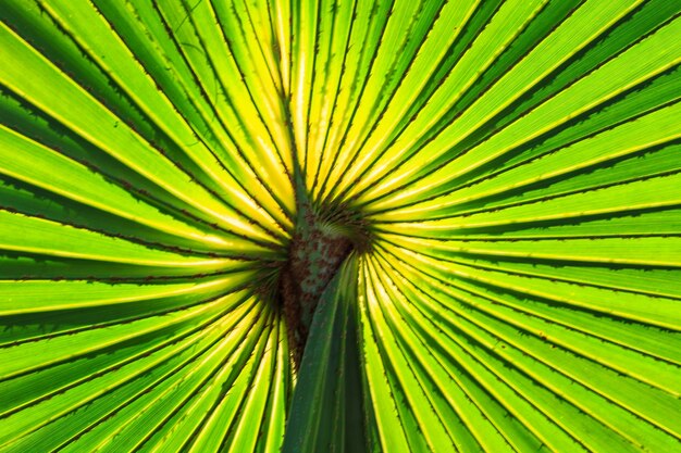 Groene palmbladeren