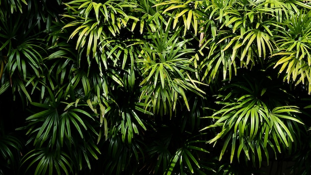 Groene palmbladmuur