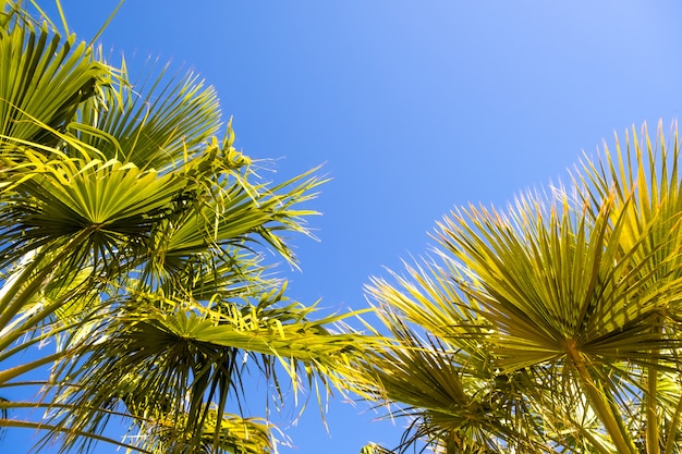 Groene palmbomen in tropische regio onder de blauwe hemel in de zomer