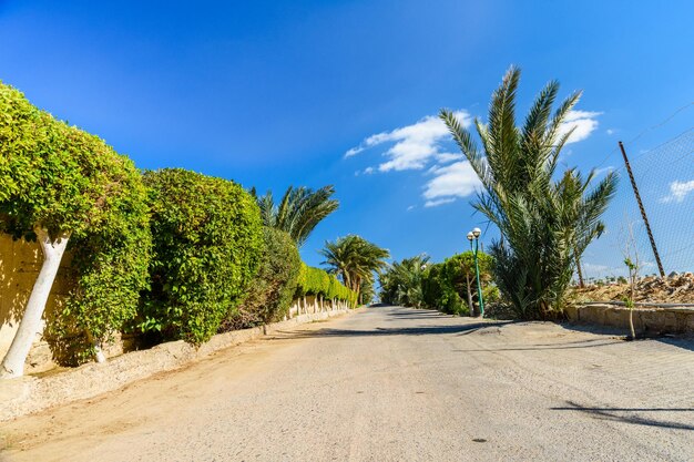 Groene palmbomen langs de weg naar het strand