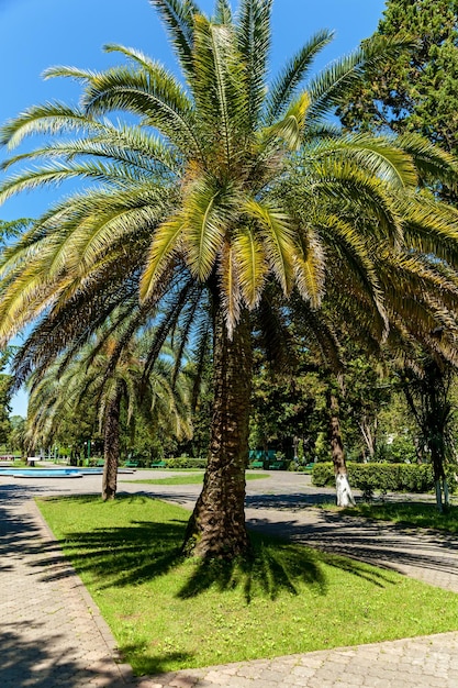 Groene palmbomen op blauwe hemelachtergrond