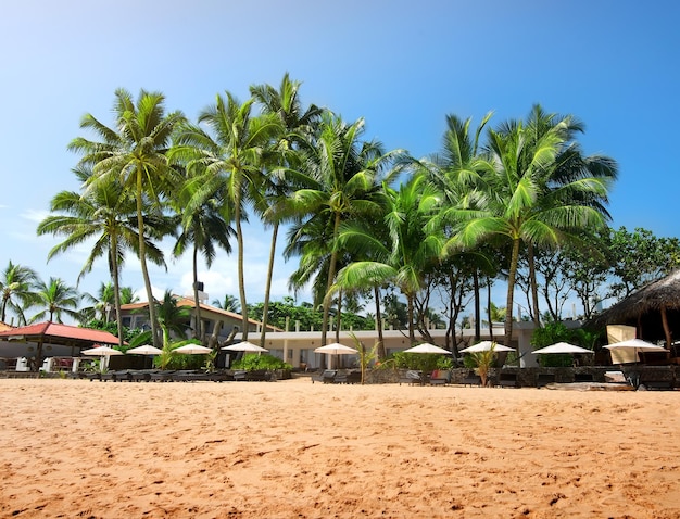 Groene palmbomen op een strand van de Indische oceaan