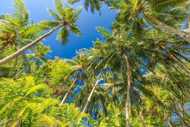 Groene palmbomen tegen blauwe lucht en witte wolken. Tropisch oerwoud met helderblauwe lucht