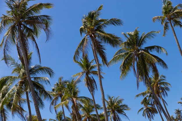 Groene palmbomen tegen de blauwe hemel