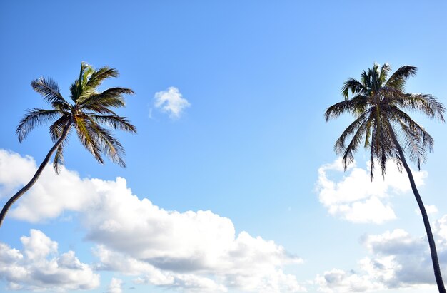 Groene palmbomen tegen de blauwe lucht