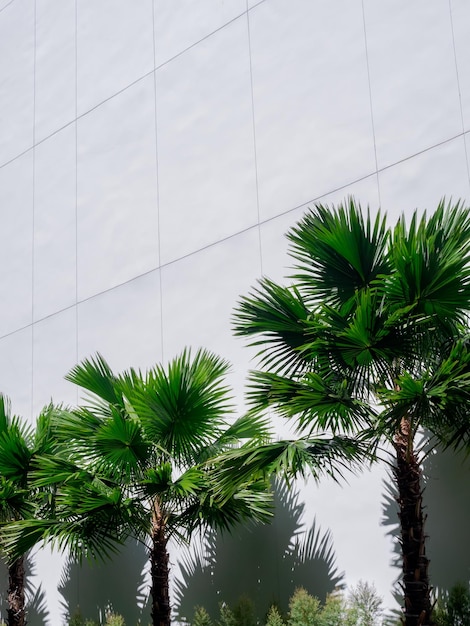 Groene palmbomen tuin op witte muur gebouw moderne architectuur achtergrond met kopie ruimte verticale stijl Zomer achtergronden met fel licht en schaduw op zonnige dag minimale stijl