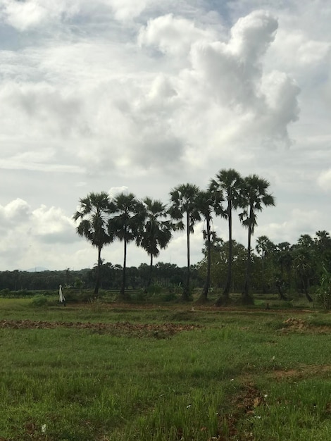 groene palmboom en de weg