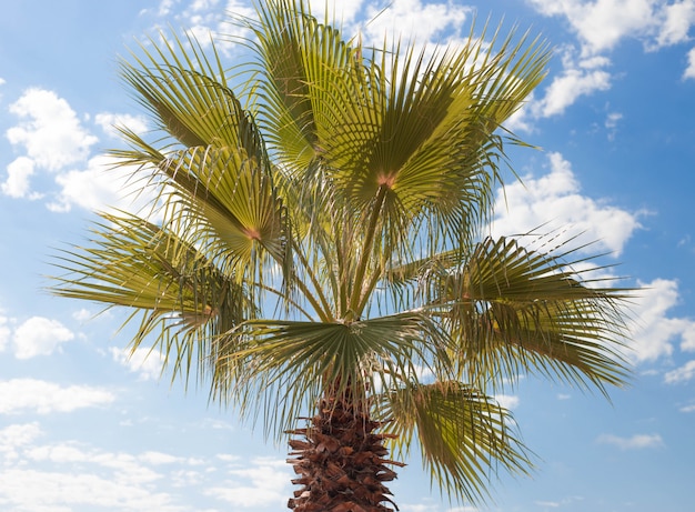 Groene palmboom op blauwe hemel, tropische boom