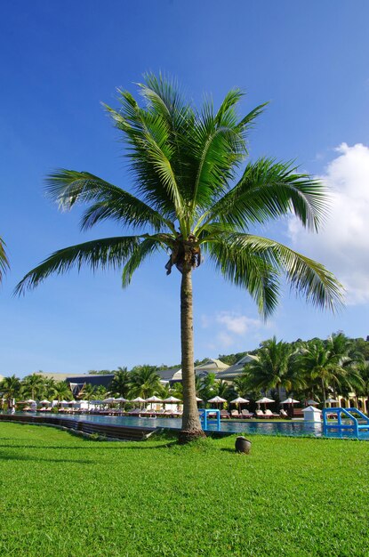 Groene palmboom op blauwe hemelachtergrond