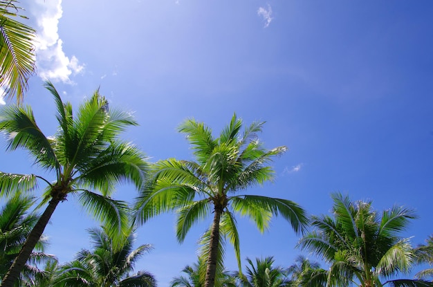 Groene palmboom op blauwe hemelachtergrond