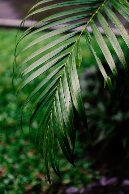 Groene palmboom op tuin