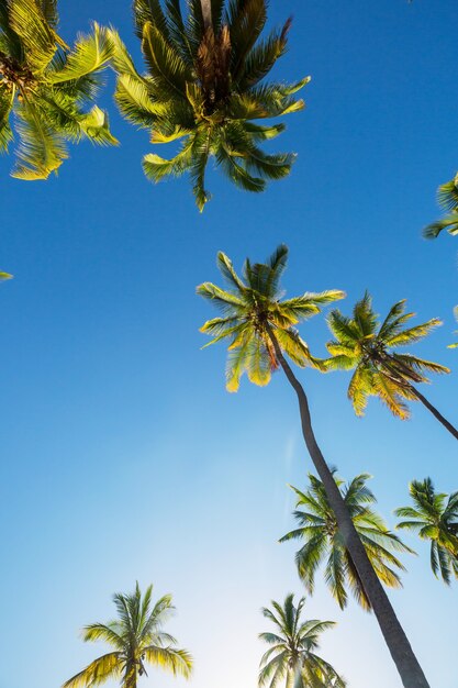 Groene palmen op tropisch strand