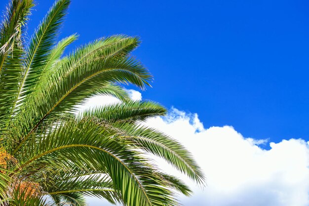 Groene palmtakken onder een bewolkte hemel