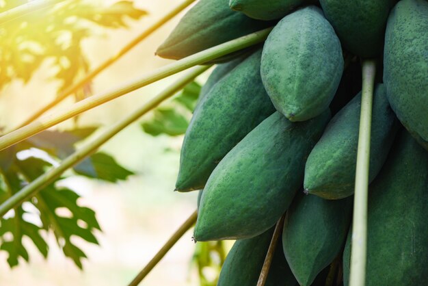 Groene papaja die van de boom hangt