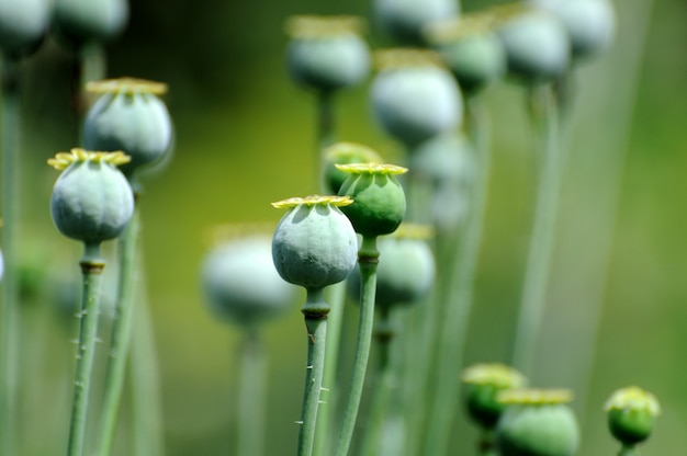 Groene papaverhoofden in de tuin.