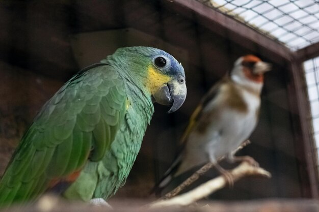 Groene papegaai in een kooi close-up