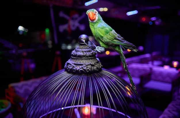 Groene papegaai pop speelgoed groene papegaai zit op een kooi groene papegaai pop zit op een kooi