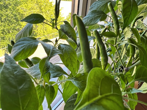 Groene paprika gekweekt in kleine potten op vensterbank tuinieren concept