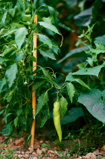 Groene paprika groeit aan een struik boven de grond