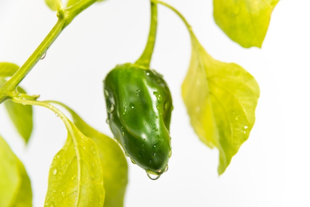 Groene paprika groeit met een waterdruppel die op de aardedag van het tuinconcept valt