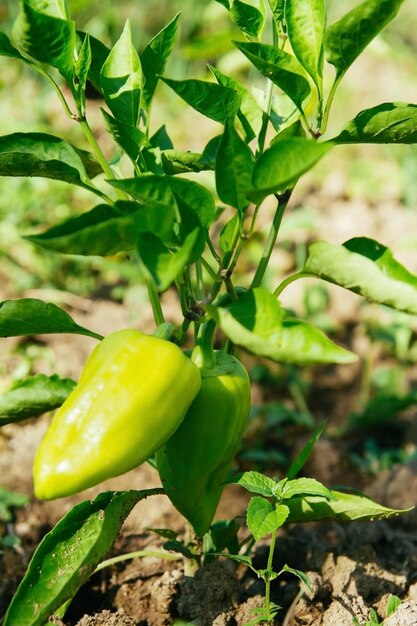 Groene paprika op een tuinbed Boerenteelt van groenten