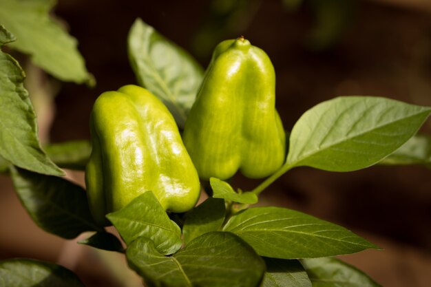 groene paprika op tak van plant in tuin