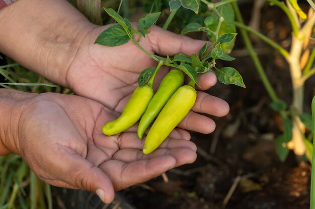 Groene paprika's aan de kant. biologische verse chili.