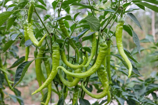 Foto groene paprika's die aan een plant hangen