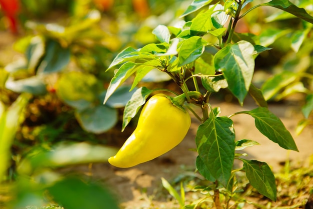 Groene paprika's groeien in de tuin Groene paprika groeien in de biologische boerderij Paprika's in een veld