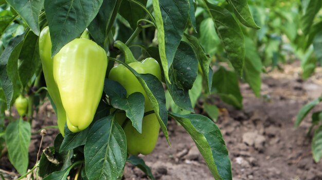 Groene paprika's groeien in de tuin. Paprika of paprika kweken. Onrijpe paprika's in de tuin.