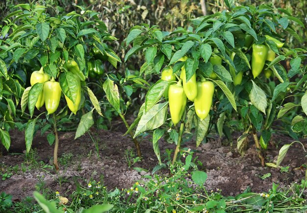 Groene paprikaplanten groeien in de tuin