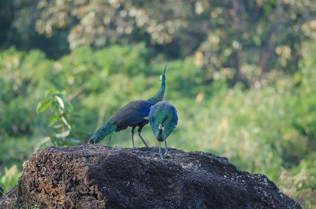 Groene pauw, pauw in de natuur