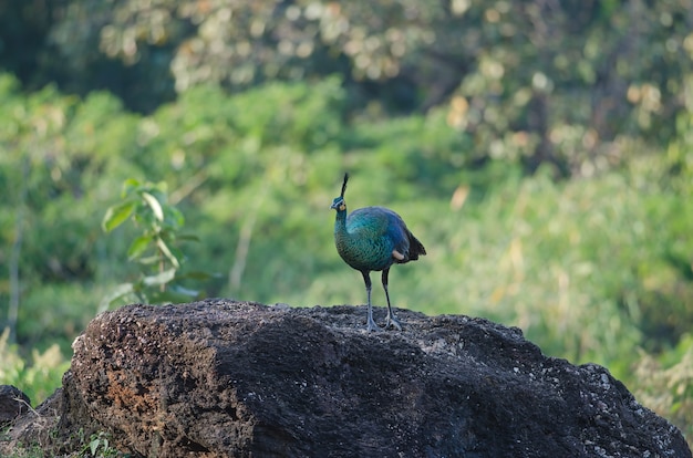 Groene pauw, pauw in de natuur