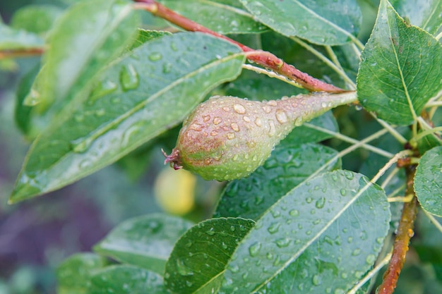 Groene peer aan de boom in de zomerdag